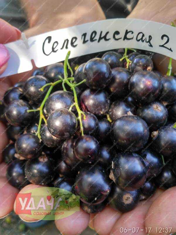 Описание и характеристика черной смородины сорта селеченская, посадка и уход