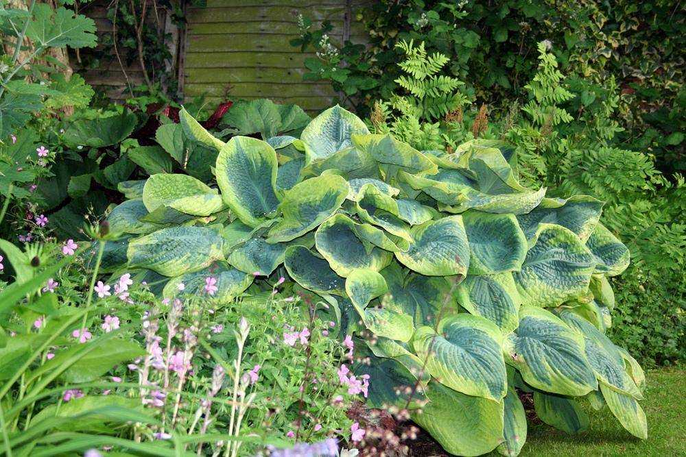 Frances williams hosta: ландшафтный дизайн, уход