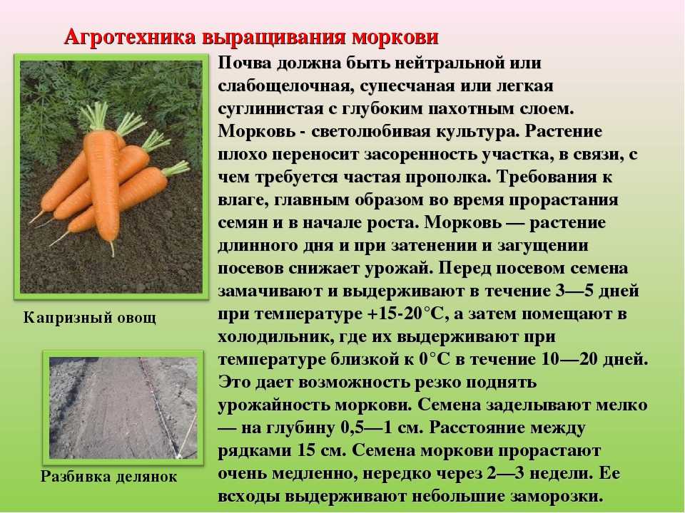Как часто поливать морковь в открытом грунте