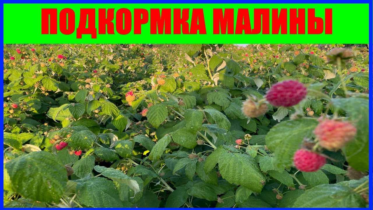 Чем мульчировать малину: можно ли сыпать опилки, хвойные иголки