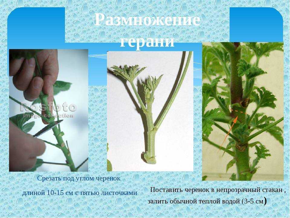 Герань - уход в домашних условиях, размножение и пересадка