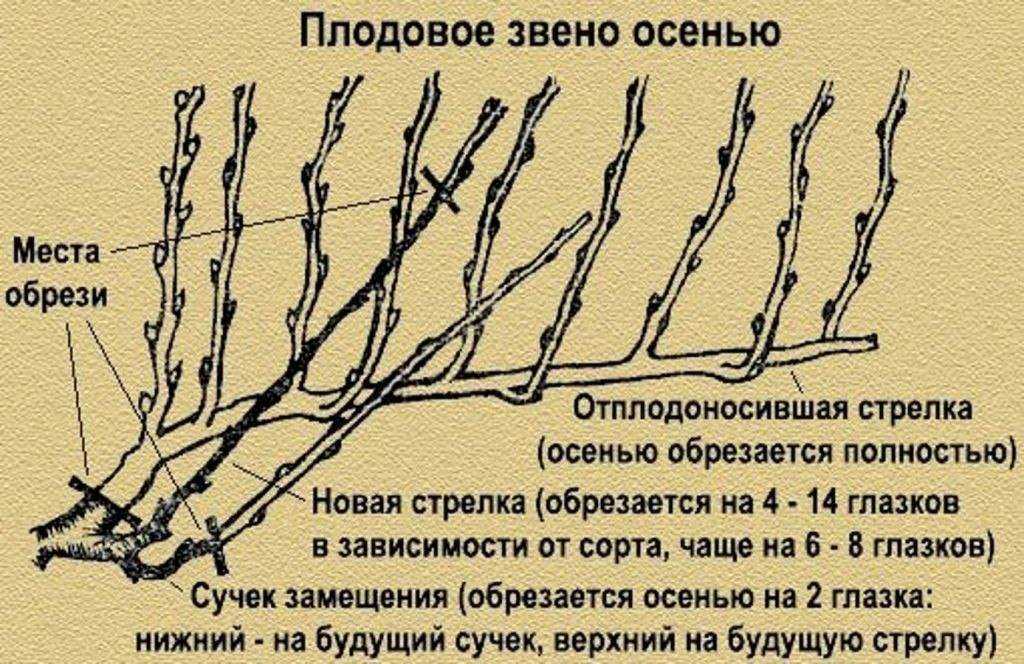 Как правильно обрезать виноград весной чтобы был хороший урожай, пошаговая схема
