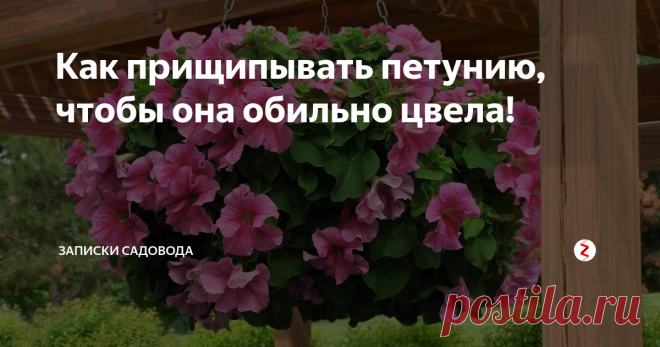 Обрезка петунии в середине лета и в другое время: как правильно подстричь её в июле и августе, а также если сильно вытянулась; можно ли это делать во время цветения?дача эксперт