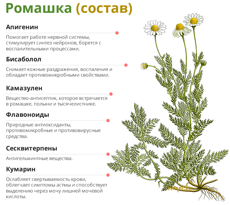 Описание и лечебные свойства ромашки без лепестков (пахучей, безъязычковой)