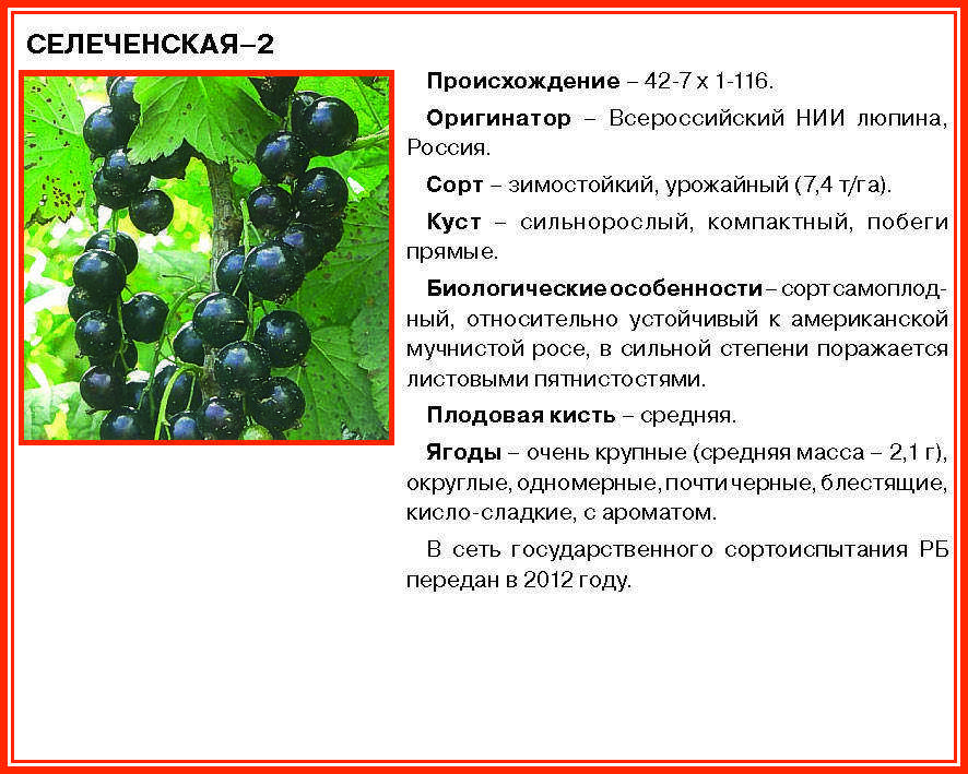 Чёрная смородина ядрёная: нюансы посадки и ухода