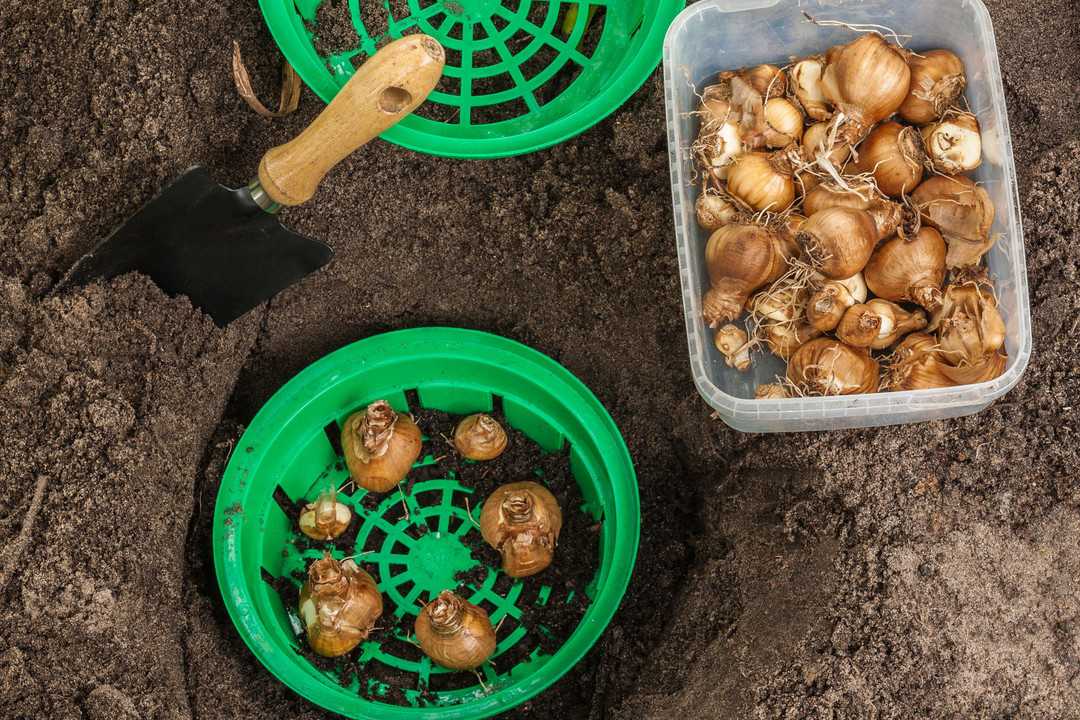 Нарциссы осенью: как и когда сажать в грунт, как ухаживать