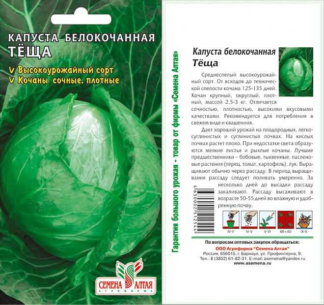 Капуста слава: характеристика и описание сорта, выращивание и уход