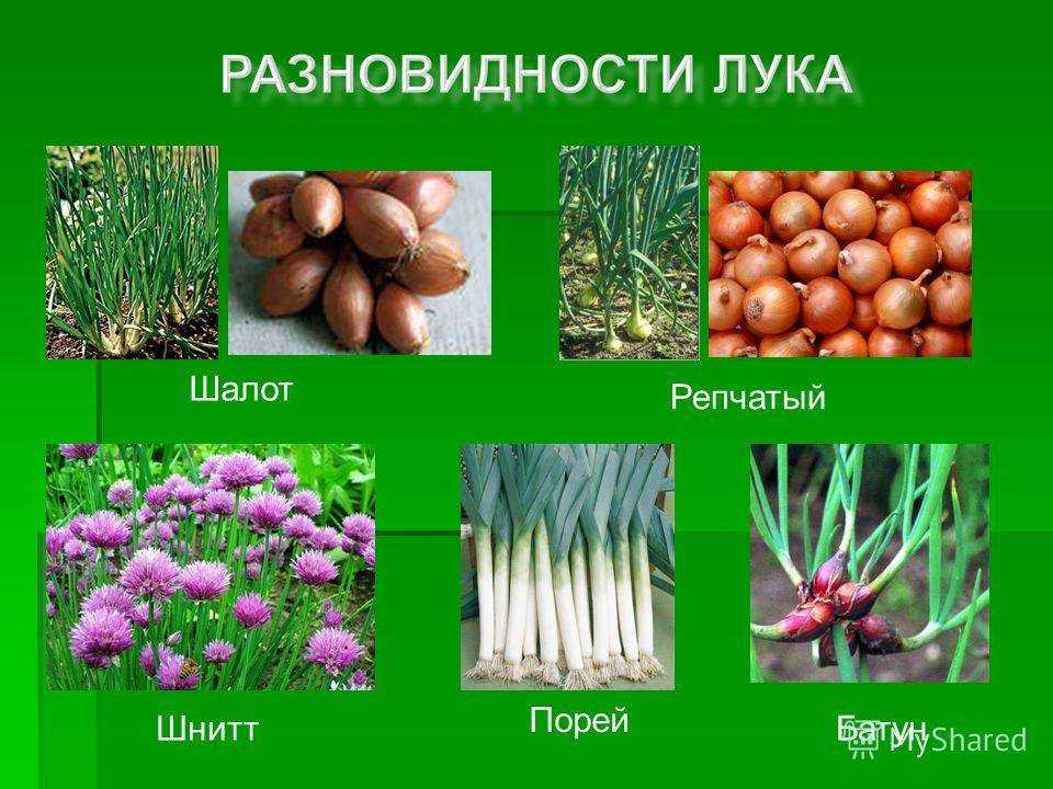 Лук-скорода он же лук-резанец или шнитт-лук: выращивание и уход, полезные свойства
