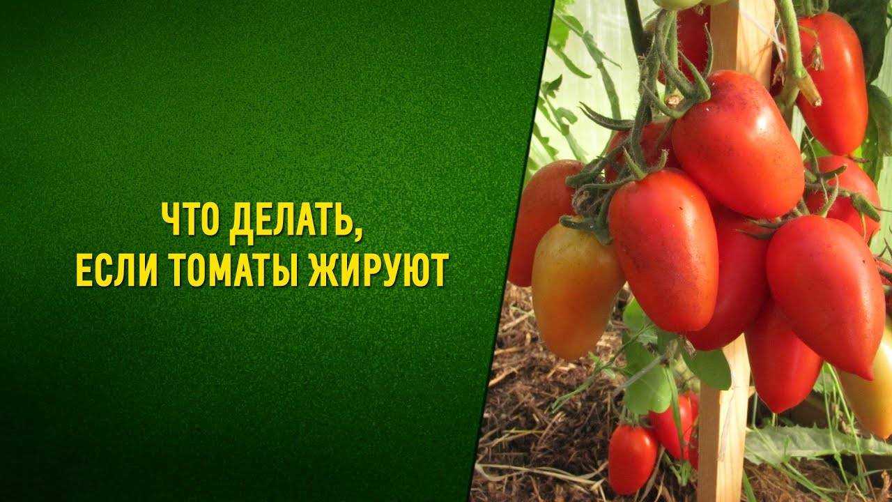 Почему жируют помидоры в теплице и что с этим делать, отзывы, советы, рекомендации