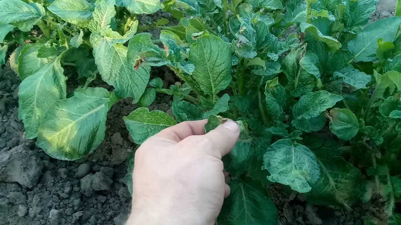 Можно ли сажать подмороженный картофель
