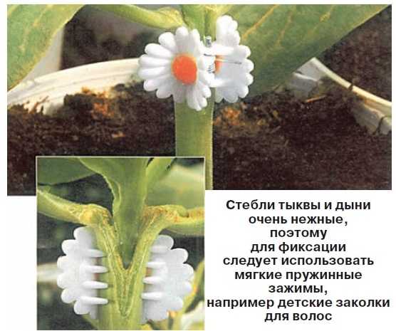 Описание способов как правильно сделать прививку дыни на тыкву