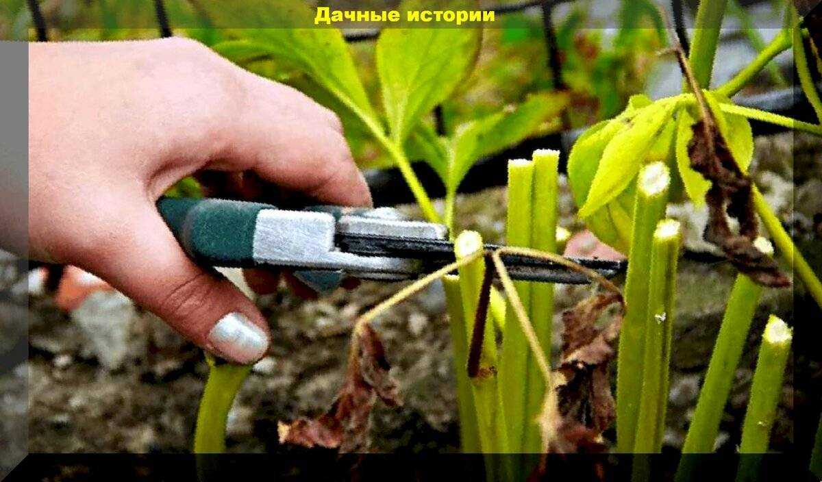 Пионы отцвели: что дальше делать с ними?