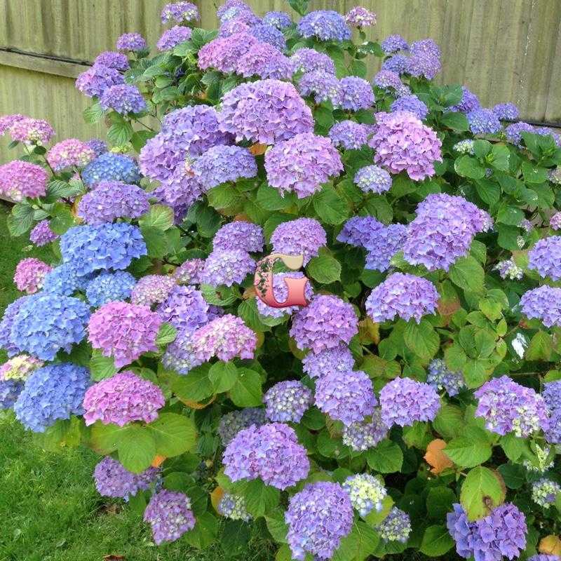 Гортензия бесконечное лето крупнолистная уход, посадка, удобрение