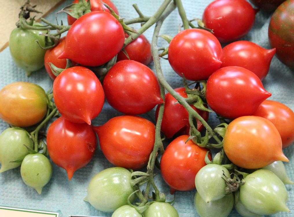 Томат поцелуй герани: описание сорта, отзывы, фото, урожайность