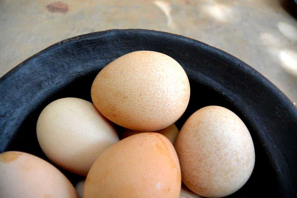Цесарки: как отличить самку от самца