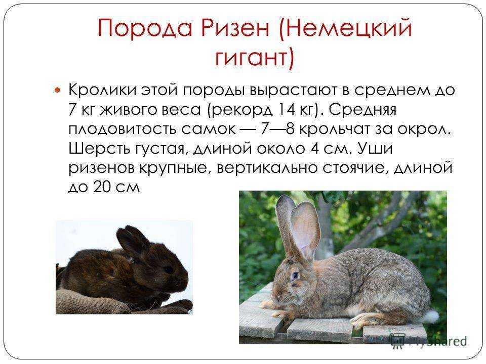 Кролик ризен — описание немецкой породы, характеристика и особенности разведения