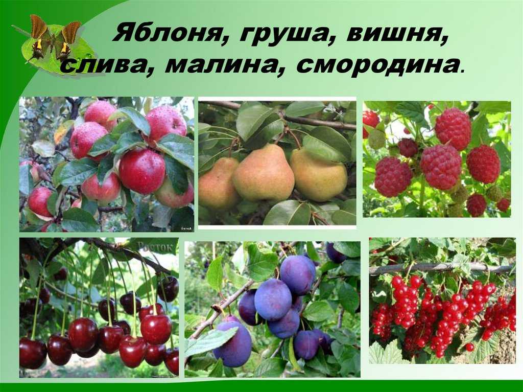 15 лучших сортов груши для средней полосы. описание и фото — ботаничка