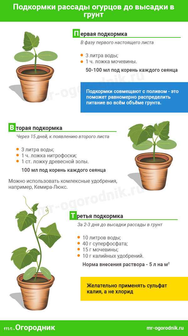 О подкормке рассады огурцов: чем можно полить, удобрить, обработать