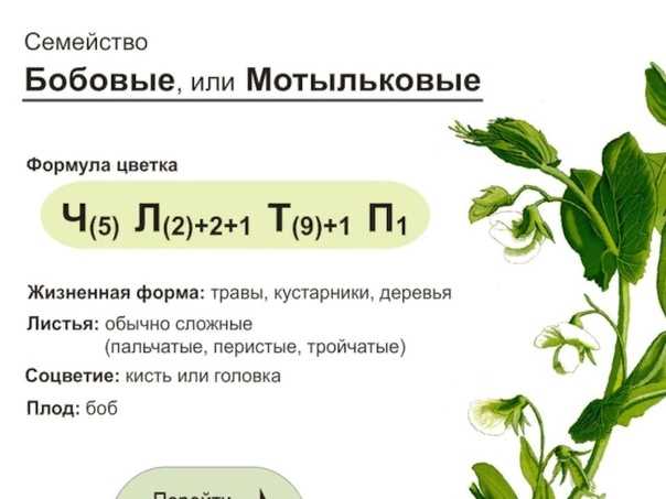 Бобовые культуры: список продуктов, виды растений, фото