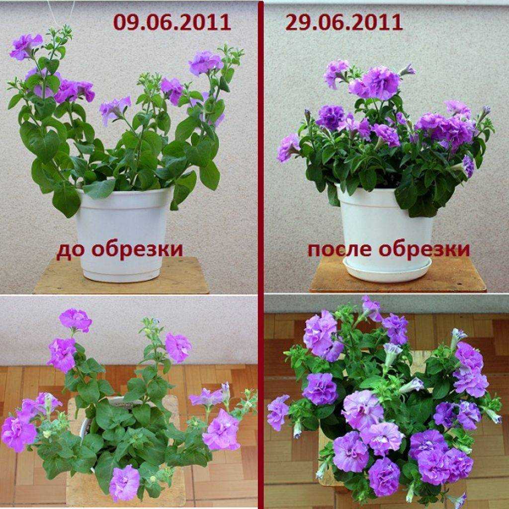 Распространенные болезни и вредители петунии. описание и их фото, лечение недугов, профилактические меры