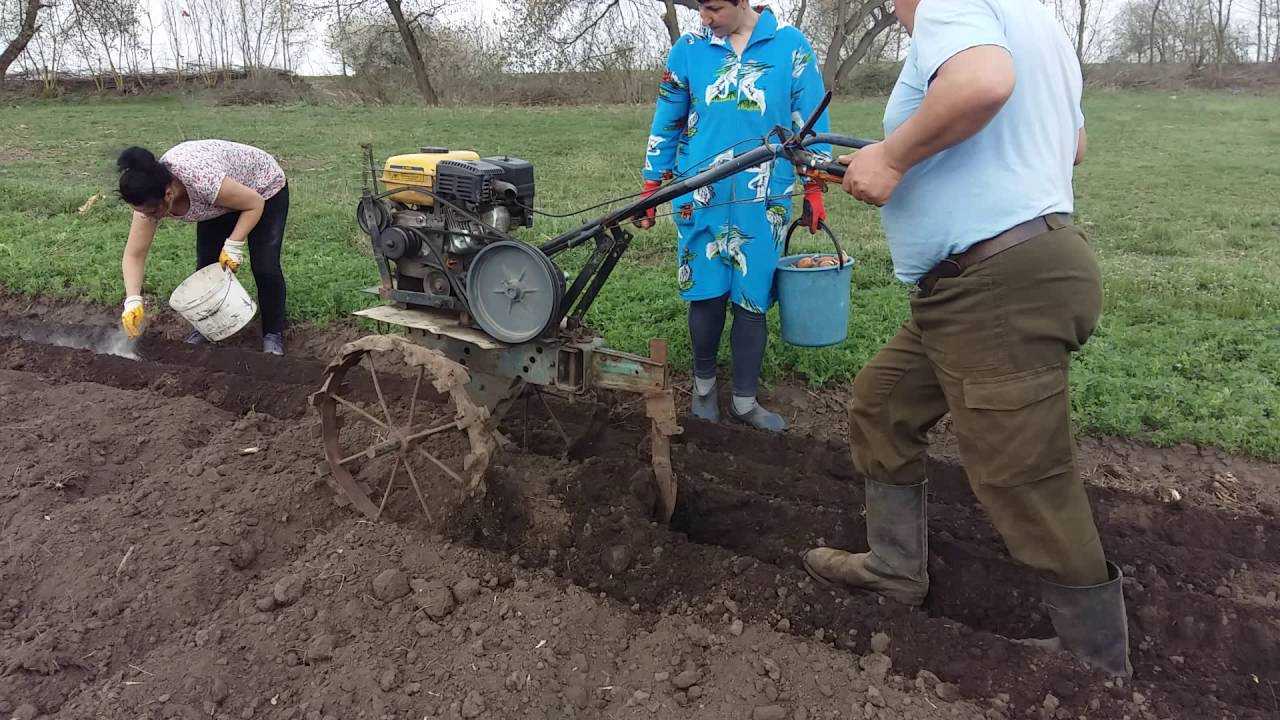 Посадка картофеля мотоблоком под плуг, окучник, картофелесажалку