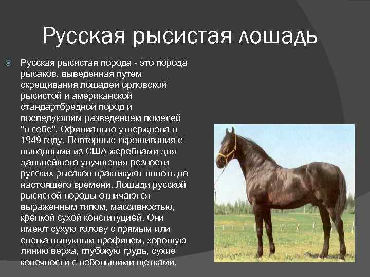 Лошади карачаевской породы: жеребец из Кавказа, описание, характеристики