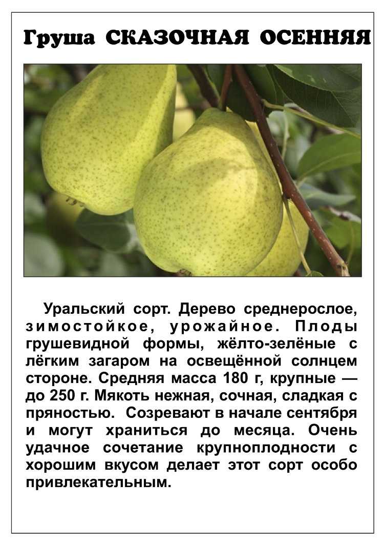 Груша: калорийность, польза и вред, где и как растет, виды и состав, груша в кулинарии