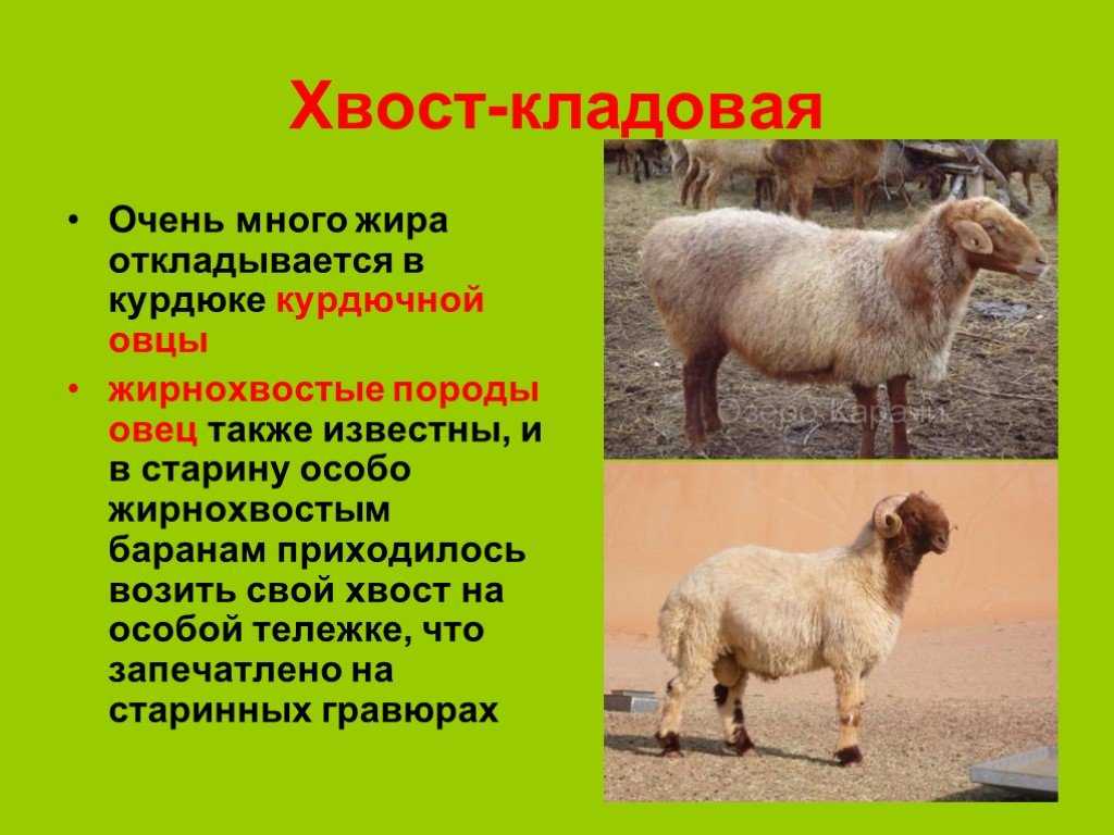 Курдючный баран: описание и как появились, топ-5 пород и их характеристика 