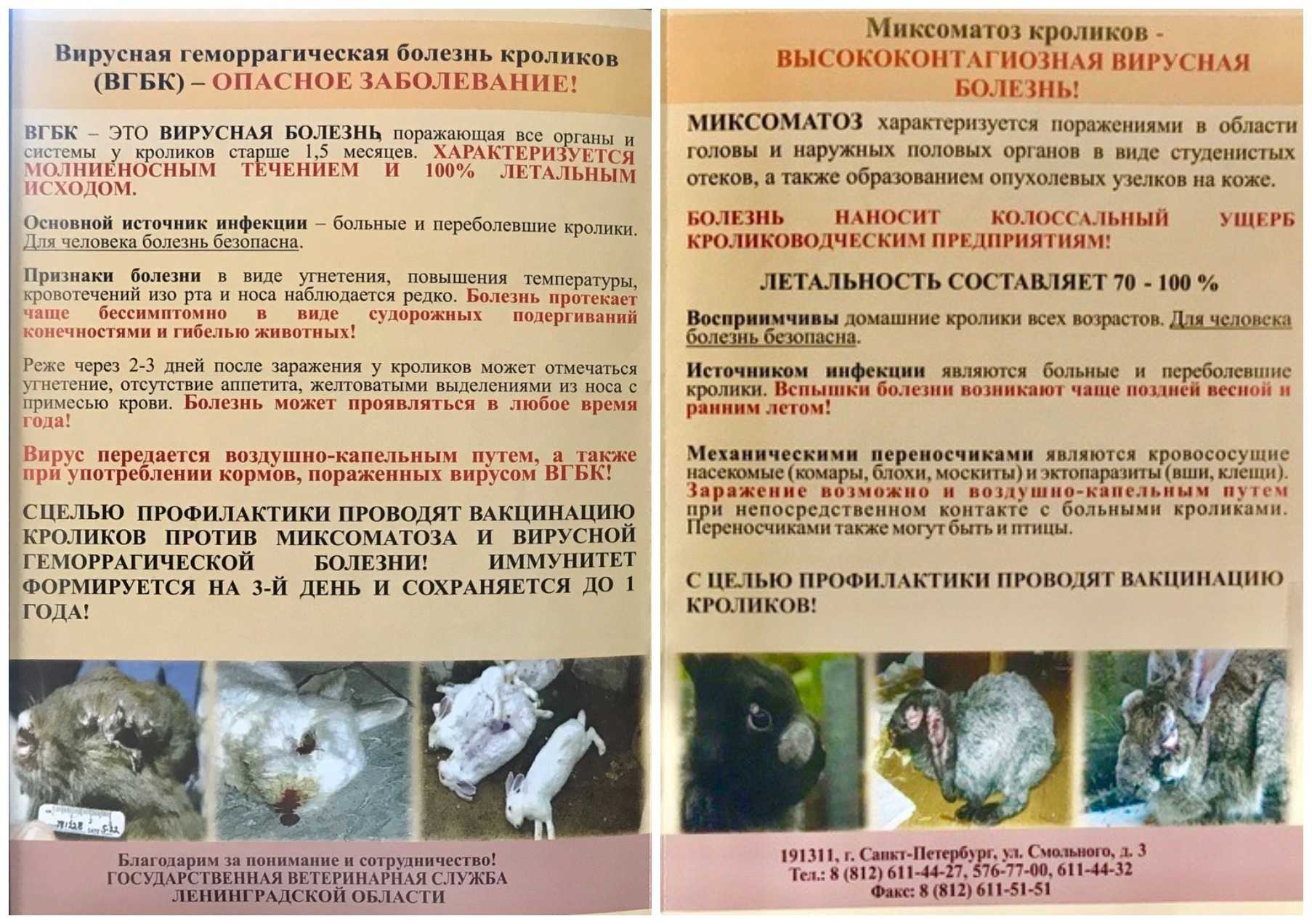 Миксоматоз у кроликов