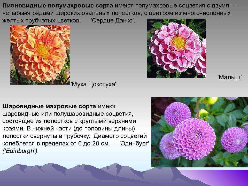 Георгины посадка и уход фото с названиями, лучшие сорта георгин