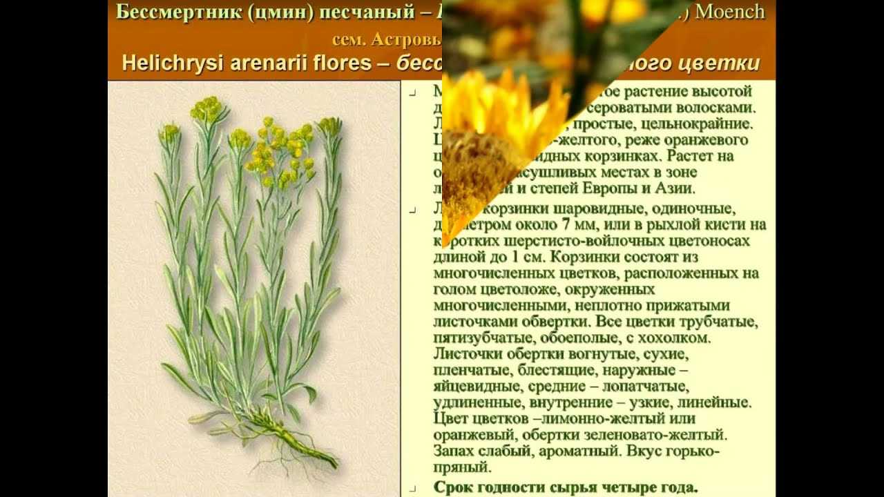 Бессмертник (цмин): лечебные свойства и применение для женщин, мужчин, где растет, от чего помогает отвар, настой, настойка, что лечит, фото »