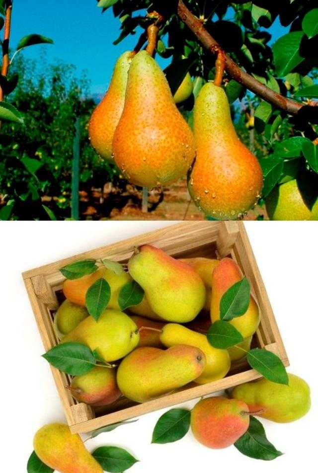 Груша аббат фетель: фото, калорийность, ги, вкус, полезные свойства