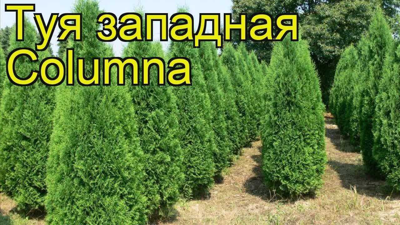 О туе колумна западная: описание сорта, как посадить и ухаживать за растением