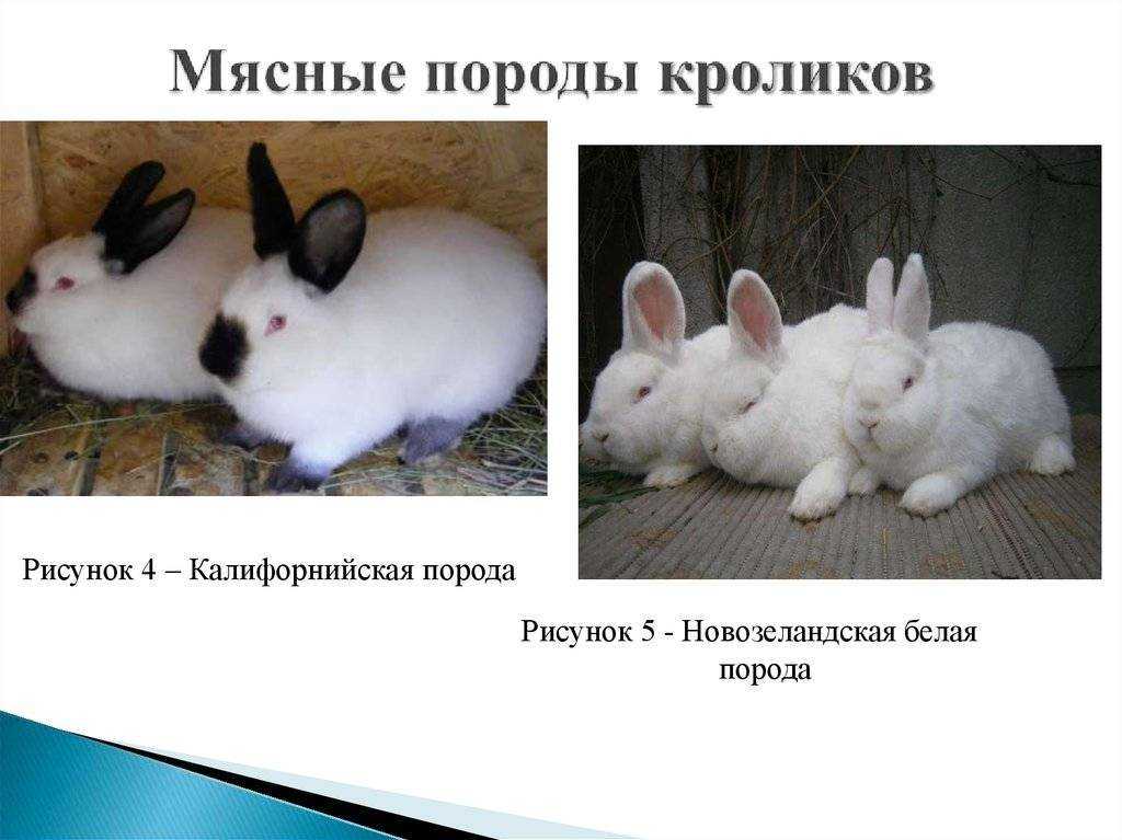Породы кроликов