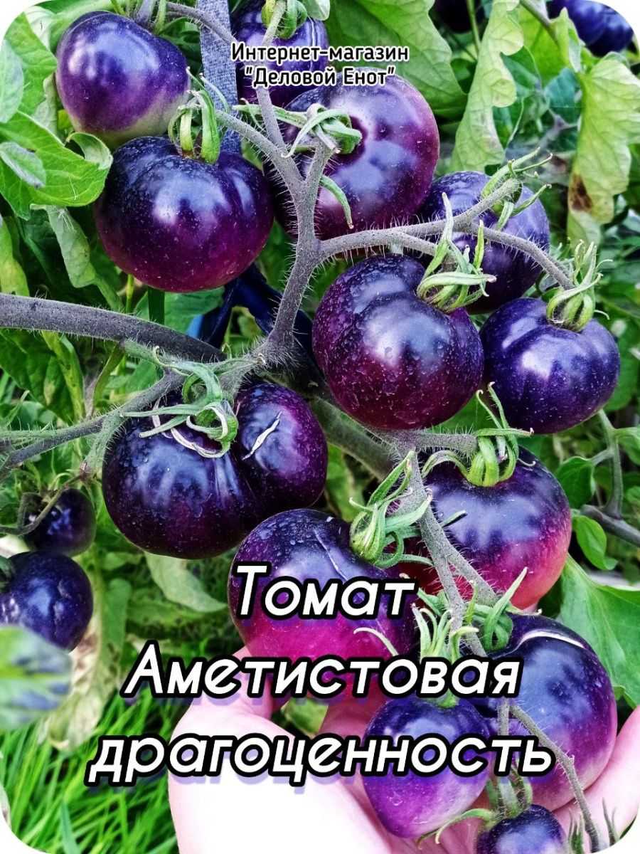 Томат аметистовая драгоценность: характеристика и описание сорта с фото