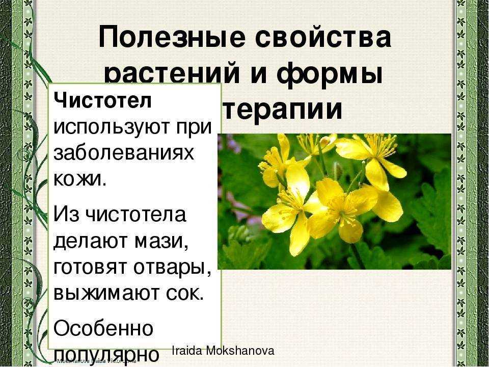 Трава чистотел: лечебные свойства, противопоказания, как выглядит, описание растения, побочные действия, применение, фото | сортовед