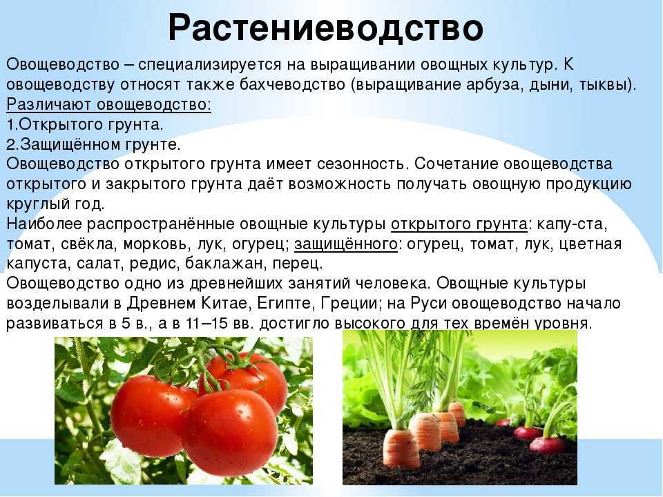 Сорт огурцов зозуля