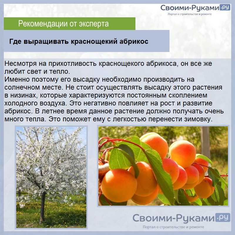 Лучшие сорта абрикоса для подмосковья