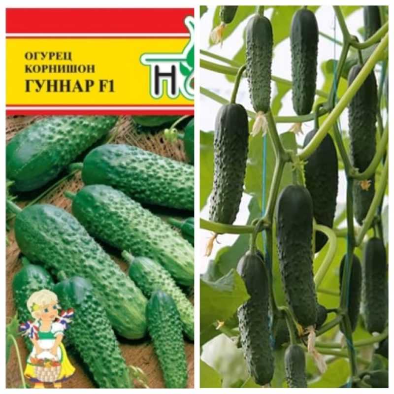 Огурец гуннар f1: описание сорта, отзывы