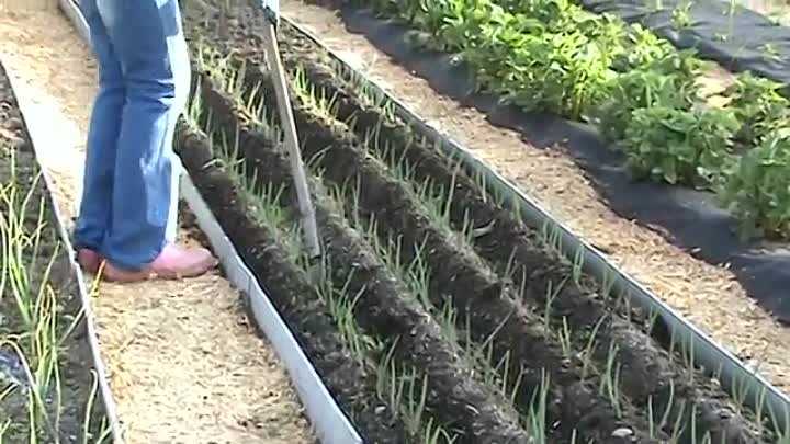​как посадить и вырастить лук китайским способом