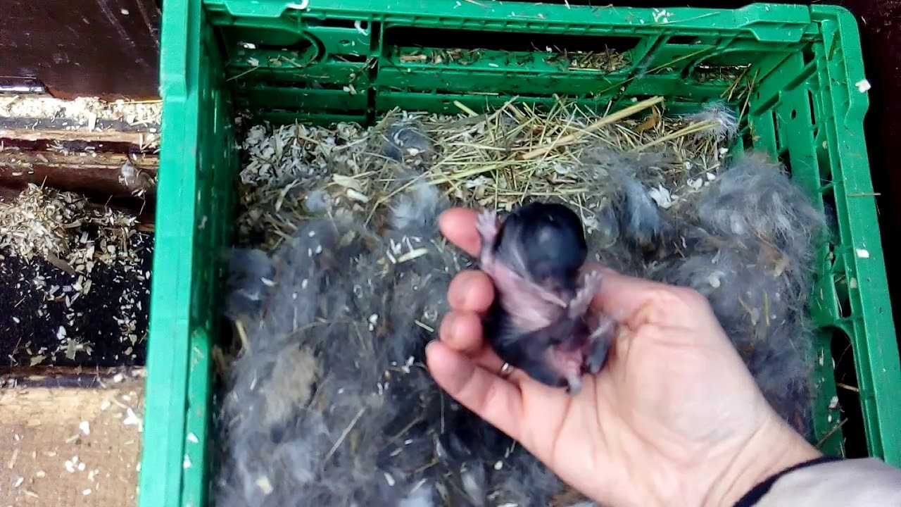 Что нужно знать о родах у крольчихи