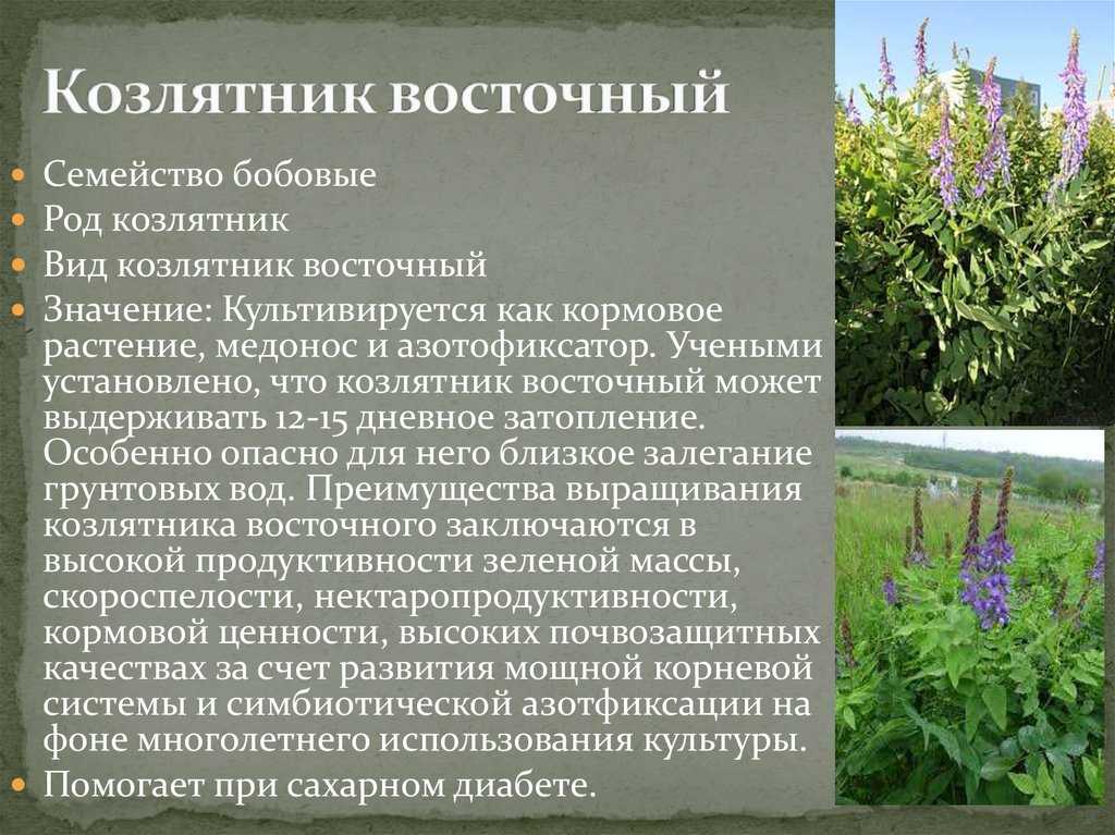 Галега, или козлятник — сидерат, медонос и лекарственное растение. особенности выращивания. фото — ботаничка