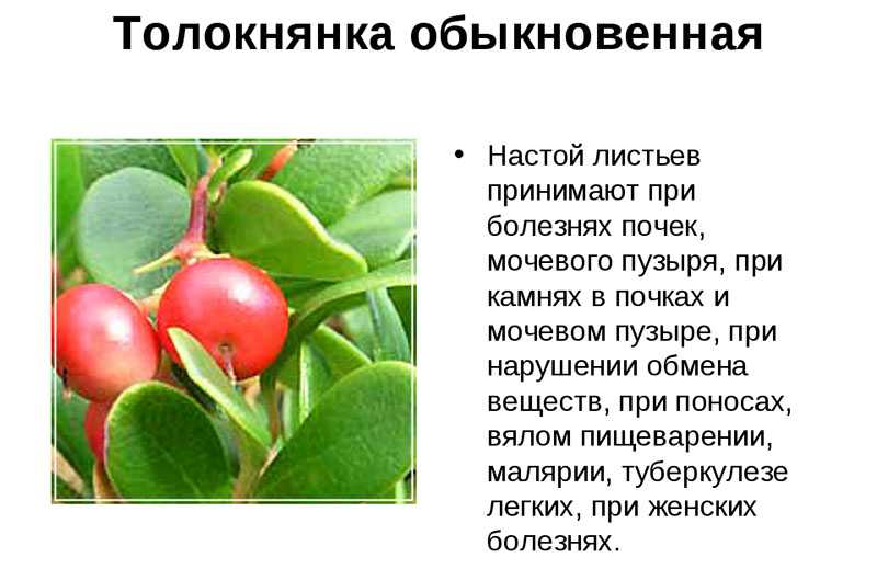 Толокнянка обыкновенная (медвежьи ушки): лечебные свойства и противопоказания для женщин, мужчин, детей, при беременности | народная медицина