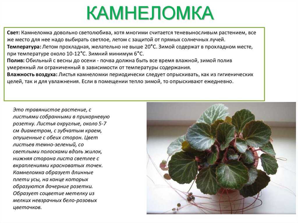 Бегония тигровая (10 фото) – уход в домашних условиях, для цветения, размножение черенками, приметы