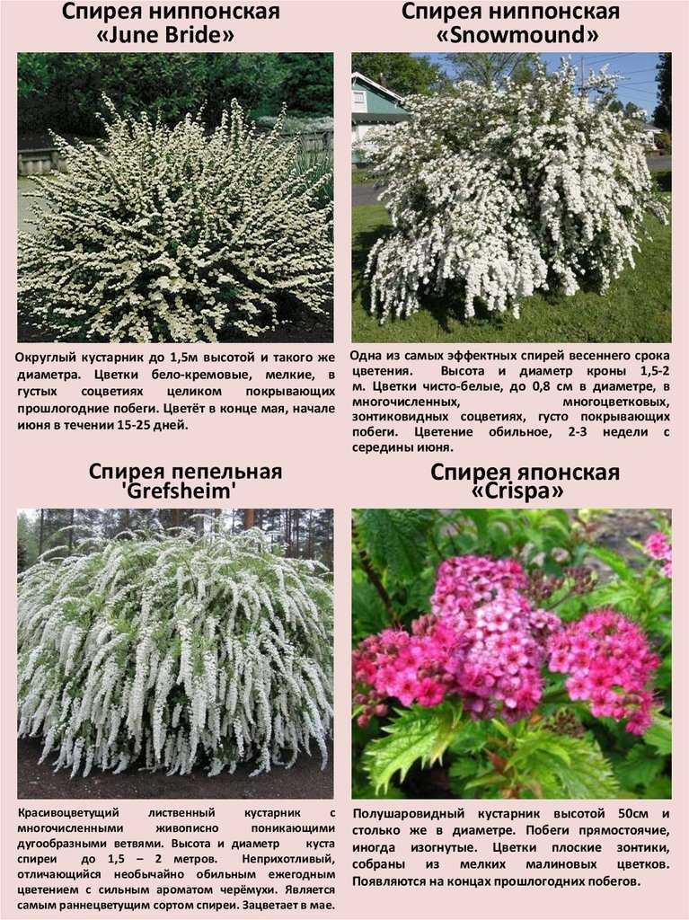 Бузина черное кружево посадка и уход