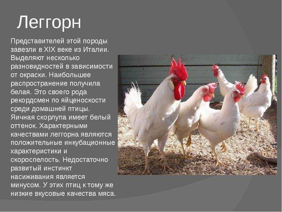 Куры леггорн: характеристика и описание породы, фото, отзывы, содержание