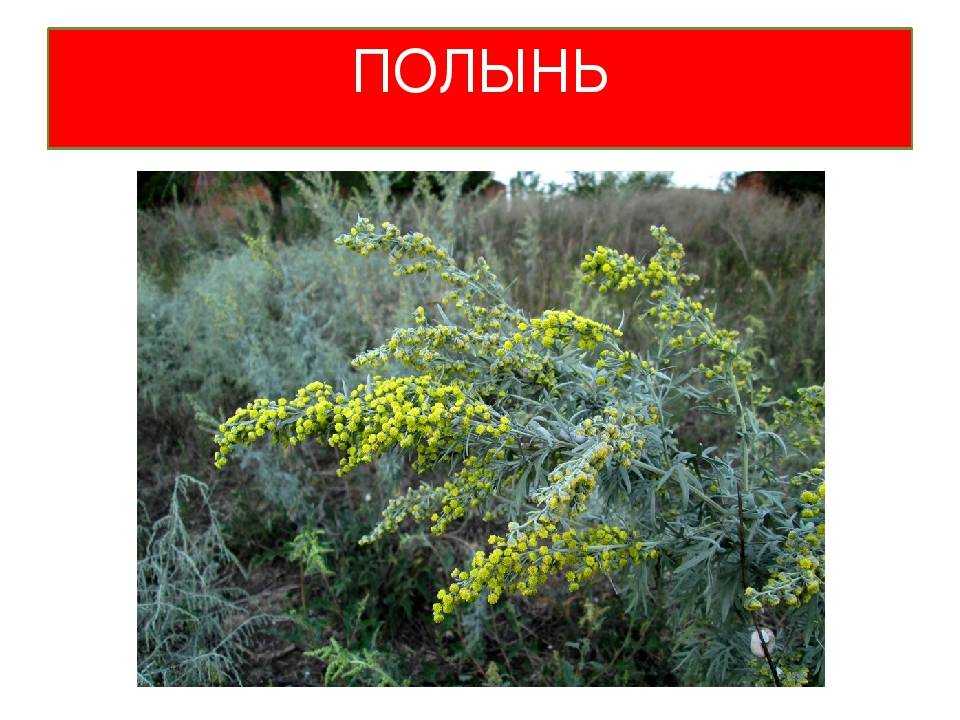 Можно ли давать кроликам полынь: советы, фото и видео