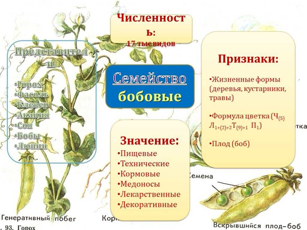 Как готовить бобы: разные виды бобов, разные виды фасоли