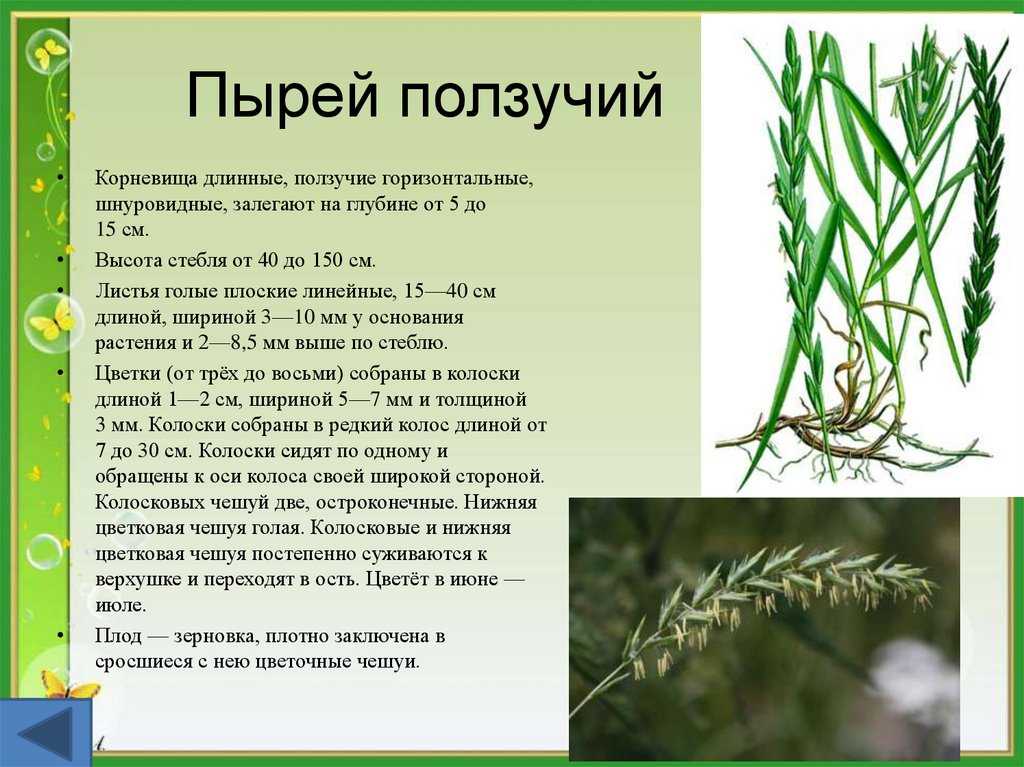 Пырей. уникальные лечебные свойства | пространство внутренней силы