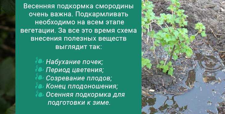 Действенная подкормка смородины в весенний период